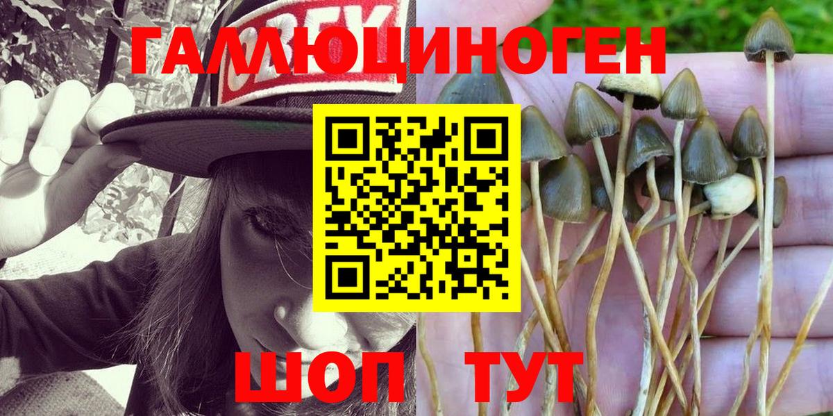 Псилоцибиновые грибы GOLDEN TEACHER Усть-Джегута